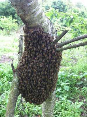 中蜂什么时候分巢最好_中蜂什么时候分巢最好呢