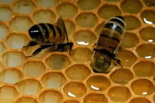 蜂蜜中氯霉素人吃了会怎么样 蜂蜜中为什么含氯霉素