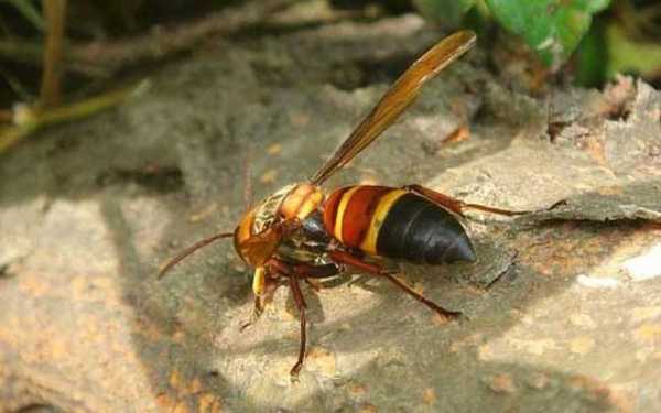 虎头蜂和黑尾蜂哪个毒性大 黑尾虎头蜂为什么不吃猪肉