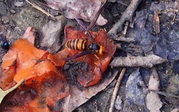  为什么胡蜂喜欢吃蜂蜜「胡蜂为什么吃自己的蛹」