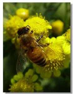 采蜜的是公蜜蜂还是母蜜蜂 采蜜的蜜蜂叫什么蜜蜂