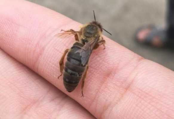 蜜蜂为什么咬蜂王_蜜蜂为什么咬巢门