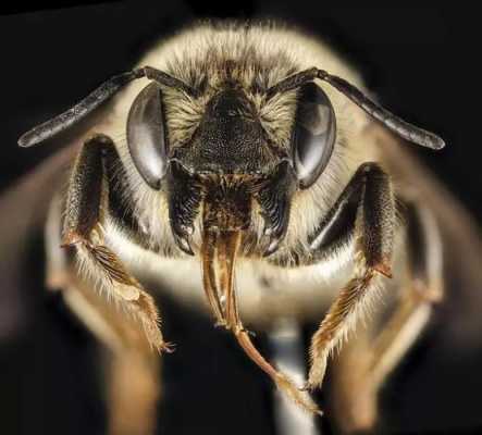 蜜蜂是什么口器,蜜蜂是蜜蜂的什么 