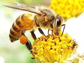 蜜蜂对身体的好处-蜜蜂有什么益处