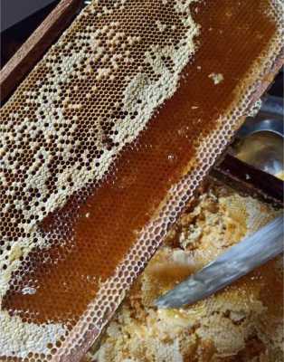 好的蜂蜜种类-好蜂蜜应该是什么样子