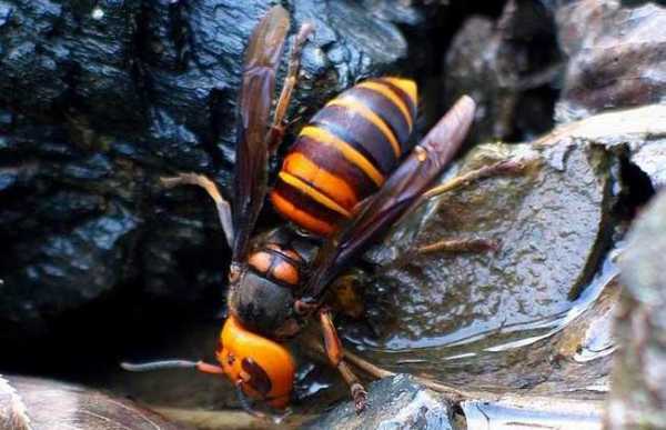 哪种胡蜂最厉害-什么胡蜂可以密度养殖吗