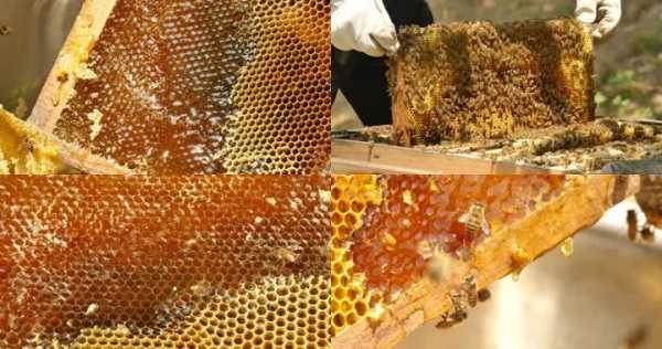 产蜂蜜的蜂什么样子,蜜蜂产的蜜有什么作用 