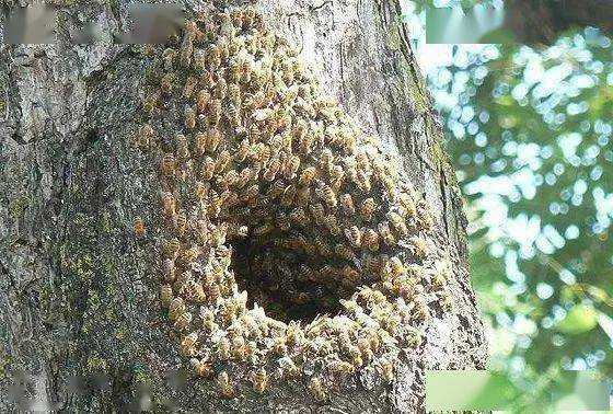 野生蜂巢怎么形成的