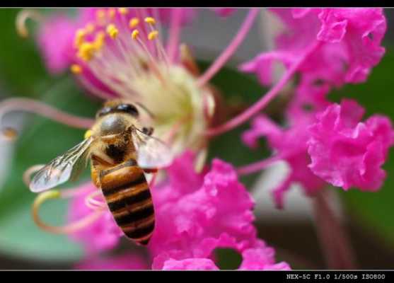  什么花蜜蜂一年四季都采「什么花蜜蜂喜欢采」