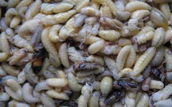蜂蛹什么人群不能吃