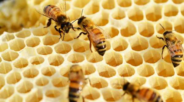 蜜蜂营养吗-蜜蜂吃有什么营养价值