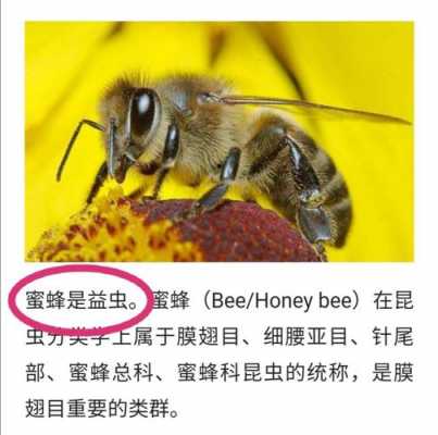 蜜蜂营养吗-蜜蜂吃有什么营养价值