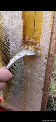 养蜂人取蜂蜜为什么不蛰呢-为什么取蜜蜜蜂不蛰人