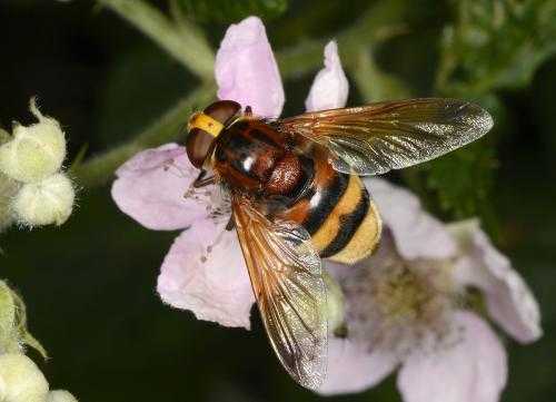 吃蜜蜂的虫子叫什么名字 吃蜜蜂的蜂叫什么蜂