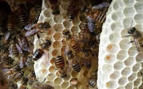 中蜂强群为什么产蜜少（中蜂为什么产大量雄蜂）