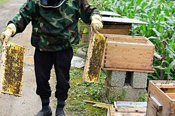 蜜蜂养殖十大忌讳-养蜜蜂最困难的是什么