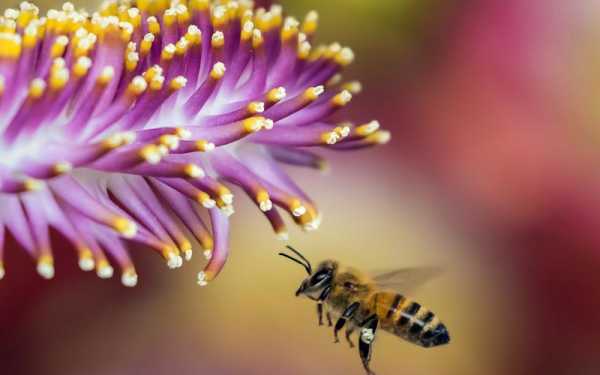 蜜蜂靠什么寻找花蜜_蜜蜂靠什么找到花