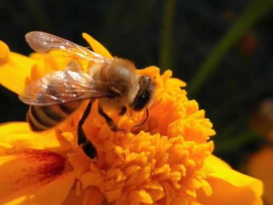  秋天蜜蜂一般菜什么蜜「秋天蜜蜂采什么花蜜」