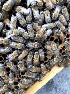 购买蜂种 蜂种需要办理什么手续