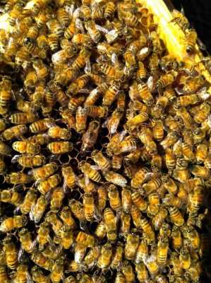 购买蜂种 蜂种需要办理什么手续