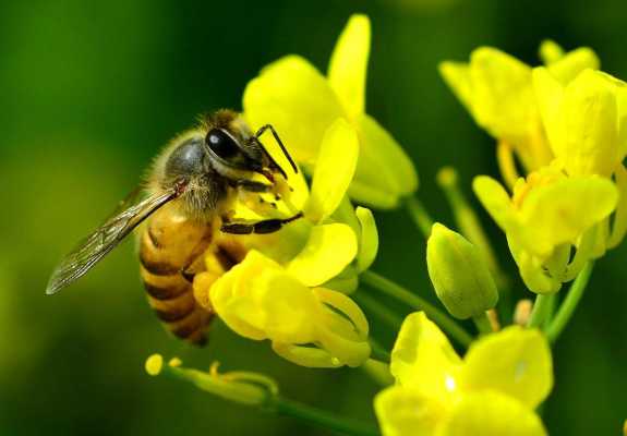 夏季为什么给蜜蜂