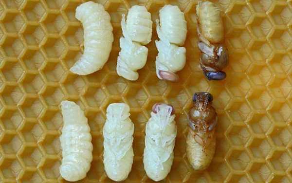 为什么市场买的蜂蛹没蜂蜜_蜂蛹为啥比蚕蛹便宜