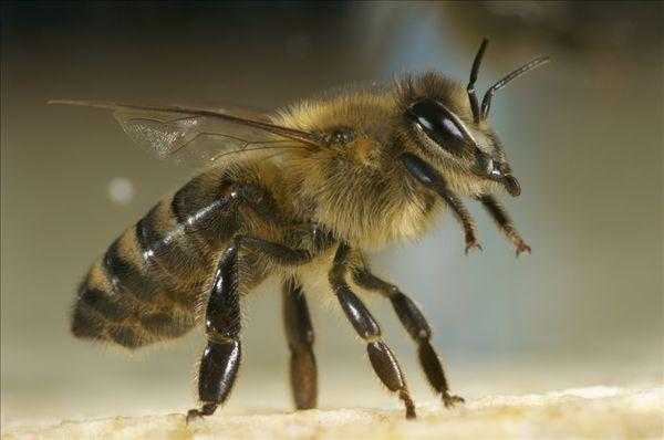 意大利蜂最美观是什么品种,意大利蜂长什么样 