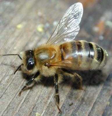 中华蜂有些什么品种,中华蜂是什么蜂 