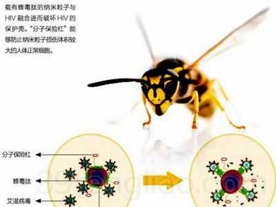 蜜蜂蜂毒对人体的危害-蜜蜂毒对身体有什么好处
