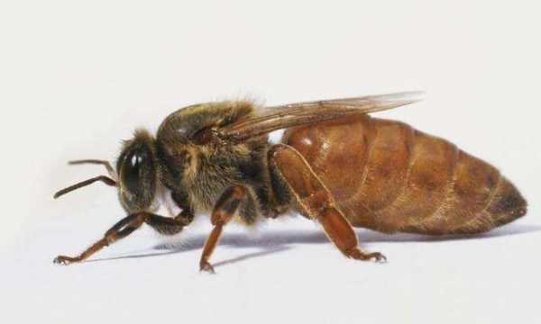  山蜂是什么样子「蜂中的山尖是什么意思」