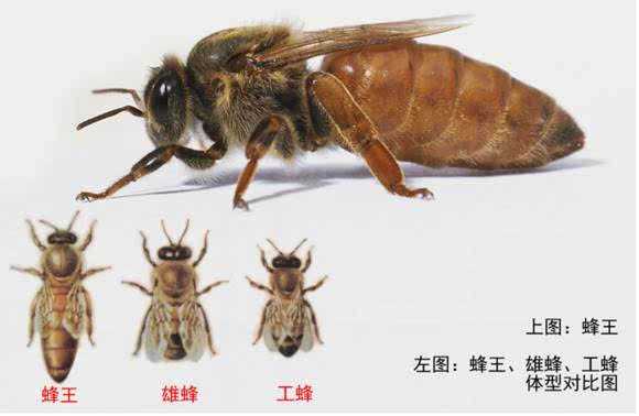 产蜜俗称神蜂是什么蜂,产蜜的蜜蜂种类 