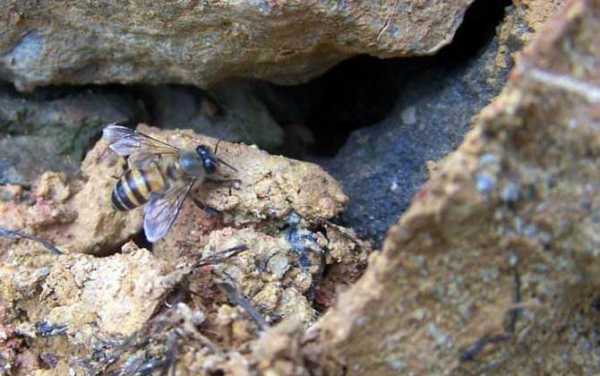 为什么蜜蜂喜欢岩洞里（为什么蜜蜂喜欢岩洞里睡觉）