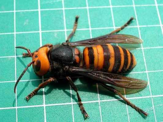 比蜜蜂还大的虫子 比蜜蜂大也有蜂蜜叫什么