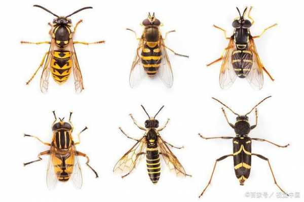 比蜜蜂还大的虫子 比蜜蜂大也有蜂蜜叫什么