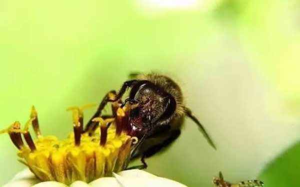 蜜蜂有什么的营养价值_蜜蜂的营养价值有多高