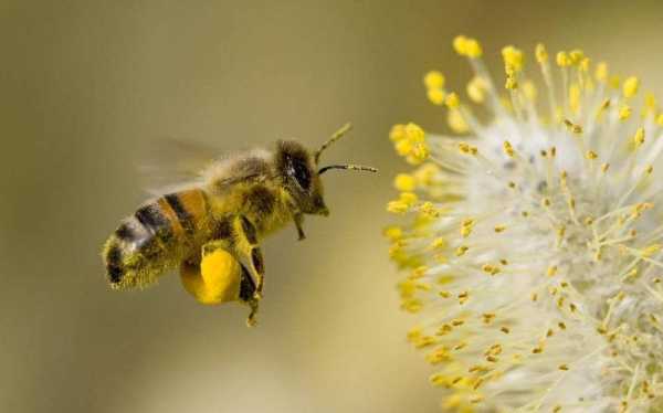 蜜蜂的各种舞蹈体现的是蜜蜂之间的什么-蜜蜂的舞蹈语言是什么