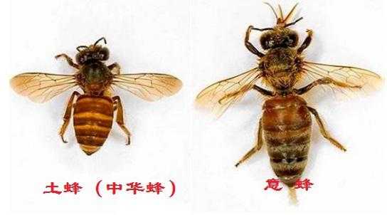 为什么土蜂现在还没有蜜,土蜂没有蜂王是什么情况 