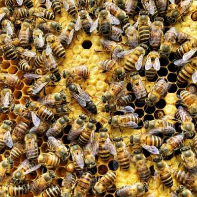 为什么土蜂现在还没有蜜,土蜂没有蜂王是什么情况 