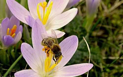  养蜜蜂什么季节时间取蜜好「养蜂采蜜的季节月份」