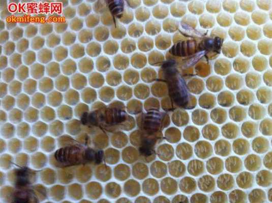蜂群黑蜂是什么情况下产卵的 蜂群黑蜂是什么情况