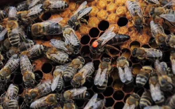 幼蜂为什么可以吃蜂蜜 幼蜂为什么可以吃
