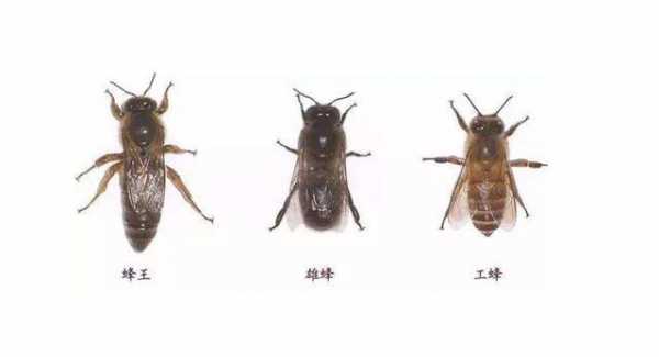  普通蜜蜂是什么性别「普通的蜜蜂」