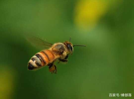  蜜蜂有蜂蜜为什么能跑了「蜜蜂为什么会飞出来」