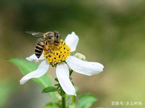 蜜蜂通过什么沟通-蜜蜂通过什么告诉同伴