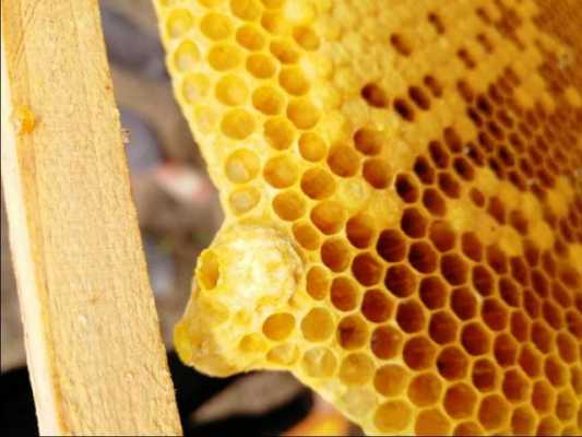 中药蜂蜜为什么叫做王台的简单介绍