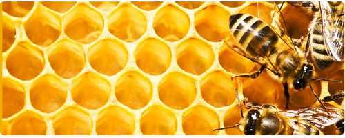 蜂蜜的蜜可以组哪些词 蜂蜜的厉害可以组什么