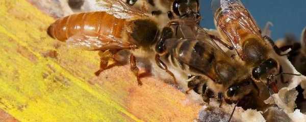 蜜蜂分蜂分蜂前有什么情况,蜜蜂在分蜂前有什么征兆 