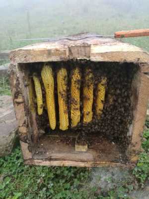 为什么自己养的蜂没有蜜（为什么自己养的蜂没有蜜呢）