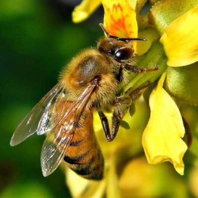 蜜蜂图片种类