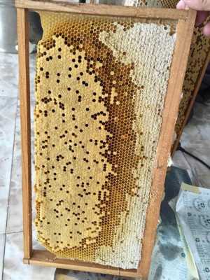  蜜蜂的粉脾有什么用处「蜜蜂的蜂脾」